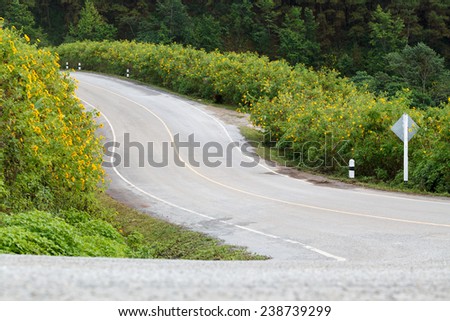 The road through the Mexican Sunflower Weed bloom at Mae Hong Son Province, Thailand