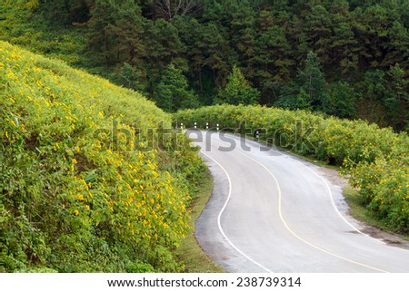 The road through the Mexican Sunflower Weed bloom at Mae Hong Son Province, Thailand