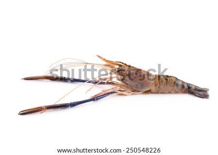 Giant freshwater prawn, Fresh shrimp isolate on white background
