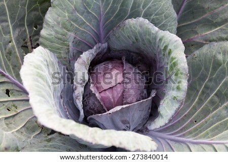 Close up red cabbage