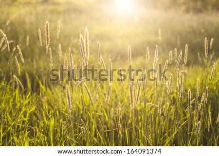 Green gold field with sunligh