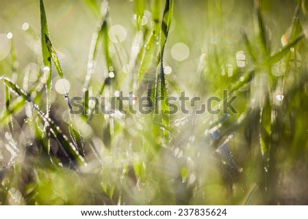 Green grass with drops of dew