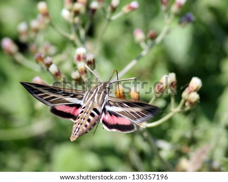 White-lined Sphinx Moth in Mexico