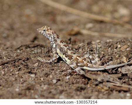 Zebra-tailed Lizard in Mexico