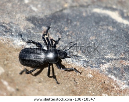 Darkling Beetle in Eastern Washington