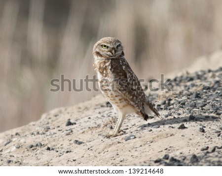 Burrowing Owl in Eastern Washington