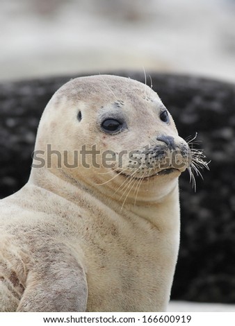 Harbor Seal Portrait