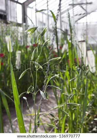 Oat plants in greenhouse