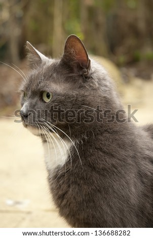 Grey & white female cat in profile