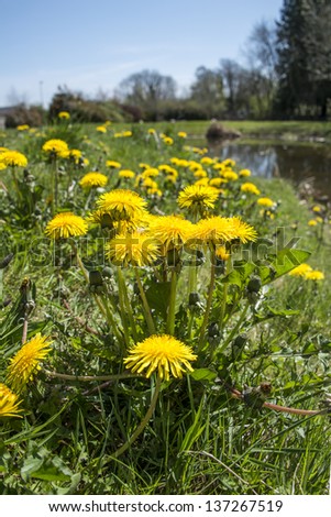 A glorious bunch of yellow dandelions at the edge of a pond in bright sunshine