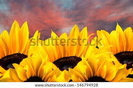 A group of textured sunflowers against a glorious sunset