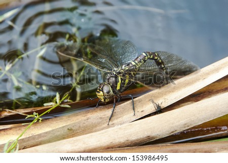 Southern Hawker female dragon fly laying eggs in a pond