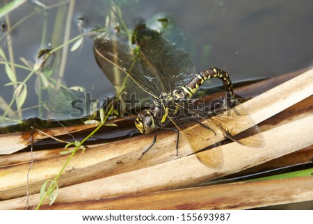 A female southern hawker dragon fly laying eggs on pond surface