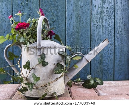 Weathered metal watering can on a patio with roses and ivy