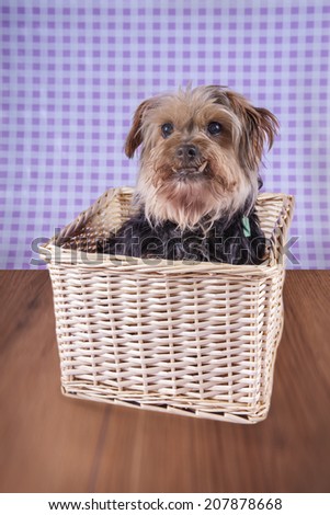 Cute Yorkshire terrier in a wicker box looking cheeky