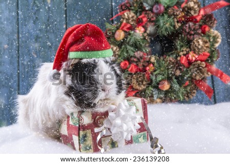 Cute guinea pig in Christmas scene with falling snow