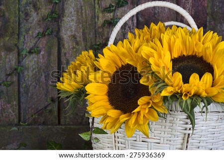 Vibrant yellow sunflowers in a basket against a rustic fence with copy space