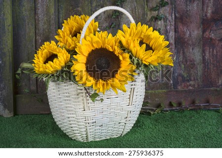 Vibrant yellow sunflowers in a basket against a rustic fence