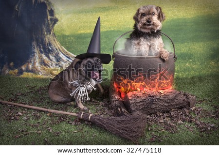 Comical Halloween image of two dogs, one as a witch and one in the cooking pot with filter added to make image softer and more surreal looking.