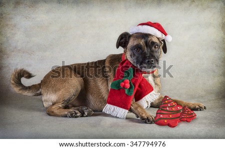 Cute Pug cross dog in santa hat and scarf and Christmas tree toy with filter added for softer feel