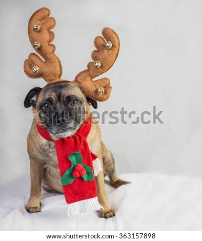 Cute Pug cross dog wearing antlers and scarf