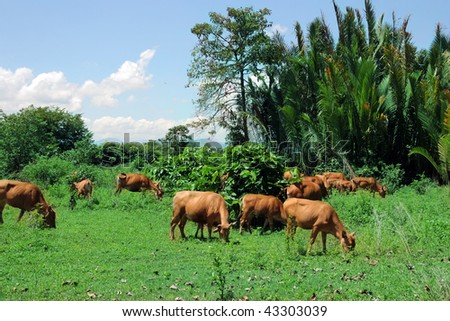 cow farming