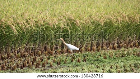 Bird in Rice Paddy Field at Taiwan