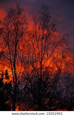 red sky behind the tree at morning