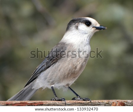 Gray Jay perched on the side of a feeder