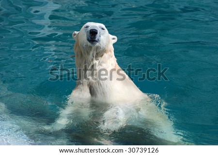 Polar Bear coming out of the water