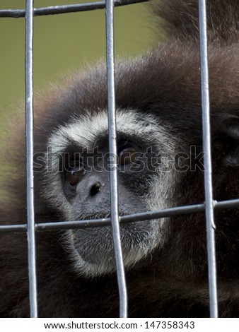 Sad monkey behind bars