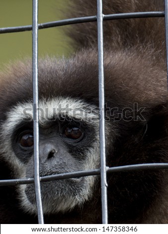 Sad monkey behind bars