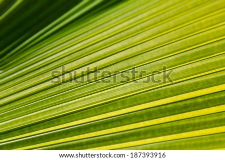 One green leaf structure background.