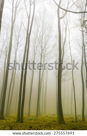 Fantasy forest with fog and yellow foliage.
