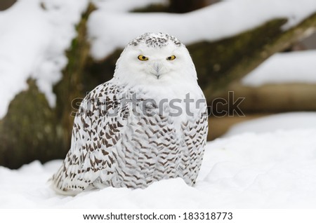 A snow owl sitting in the snow