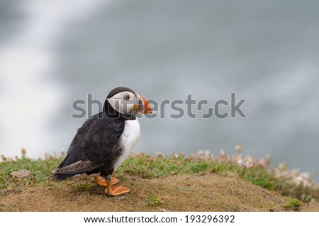 An Atlantic Puffin at the coast of Skomer Island, Pembrokeshire, Wales, UK