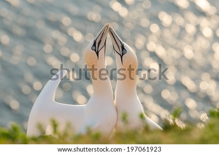 Two Northern Gannets rubbing their beaks to welcome each other after landing. Photographed on the island of Helgoland, Germany.