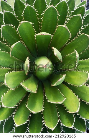 Closeup of a symmetric green cactus photographed at the Jardin de Cactus, Lanzarote, Spain