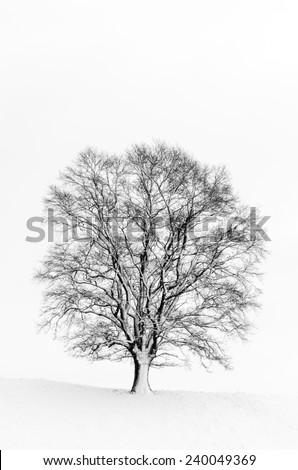 Snow covered tree isolated on white background photographed near Andechs, Bavaria, Germany
