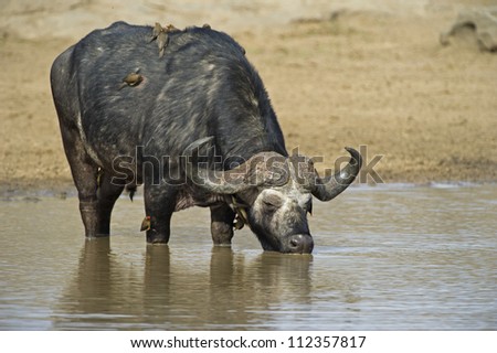 An old Buffalo drinks water in the African sun