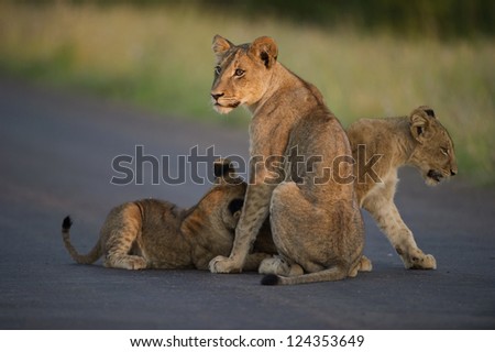 A family group of young lions play next to the photographer