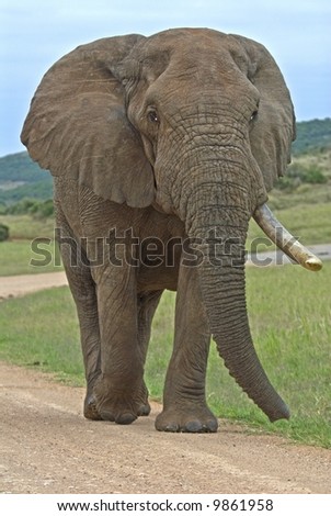 The Famous 1 tusker Bull Elephant called \
