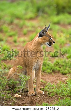 A medium Size Wild Cat, the Caracal is king of its domain