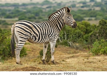 Zebra are never thin and are always in top health