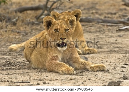 Lion Cubs are always very well looked after and protected