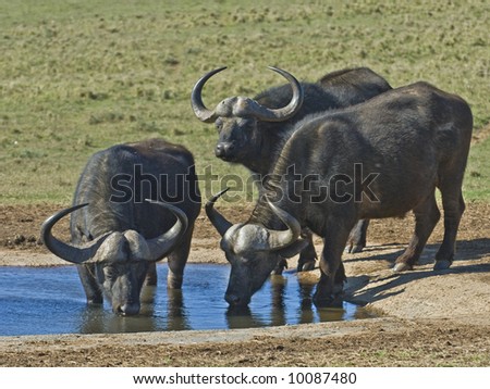 Buffalo are water dependent and need to drink every day