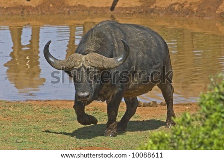 The Buffalo Bull is a very dangerous animal