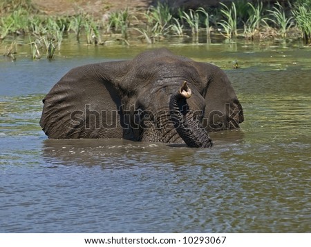 In the heat of Summer Elephants spend hours cooling off