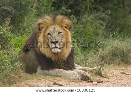 The Big Lion of Addo sits nearby deep in thought