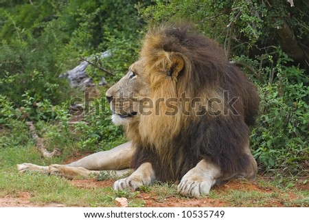 The King of the Lions sits with the photographer alone